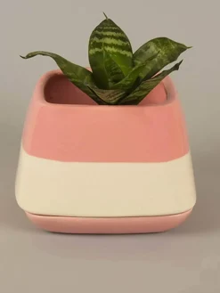Nova Half N Half Ceramic Planter