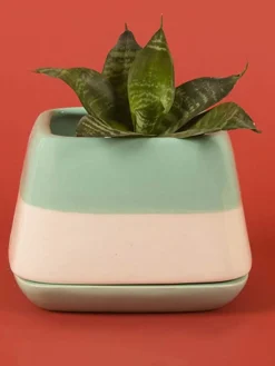 Nova Half N Half Ceramic Planter