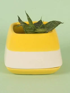 Nova Half N Half Ceramic Planter