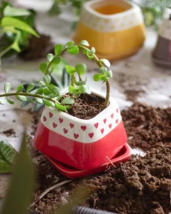 Nova Hearts Ceramic Planter