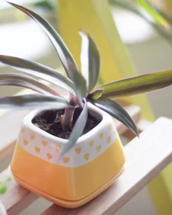Nova Hearts Ceramic Planter